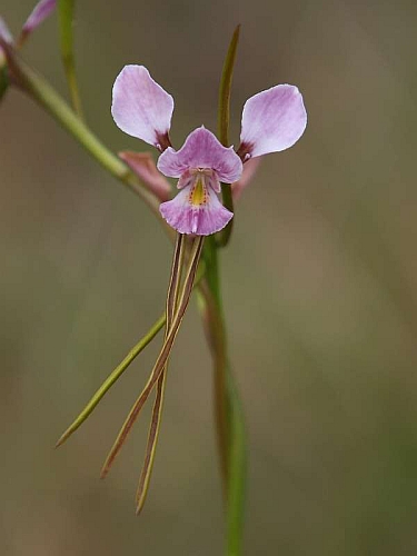 J17_3686 Donkey Orchid.JPG